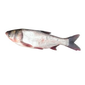 silver carp