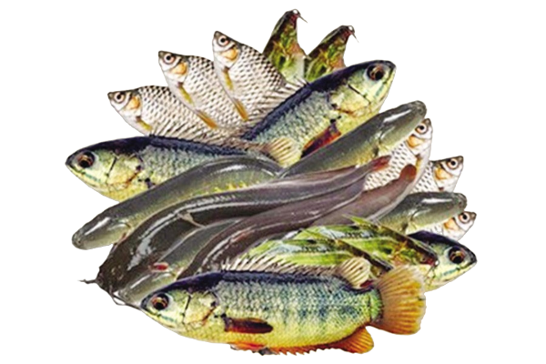 Fish variety