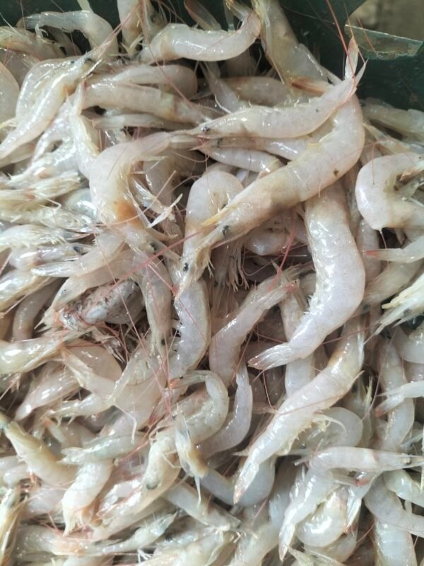 Small White Shrimps (per kg)