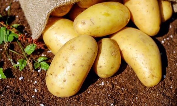 Potato