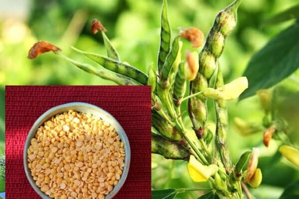 Toor Dal Per Kg