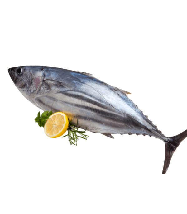 Tuna Fish