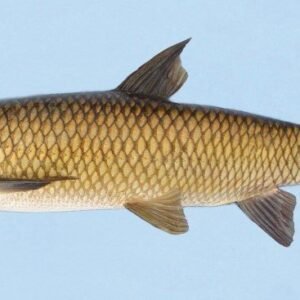 Ruho / Grass Carp Fish (whole piece)