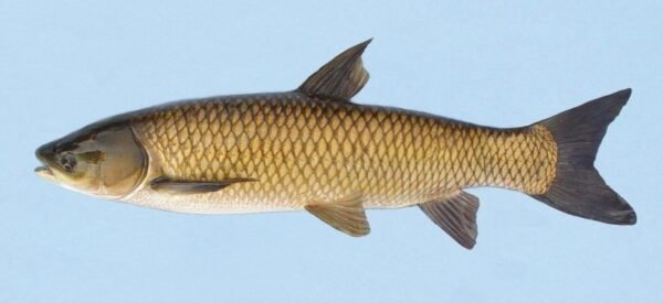 Ruho / Grass Carp Fish (whole piece)