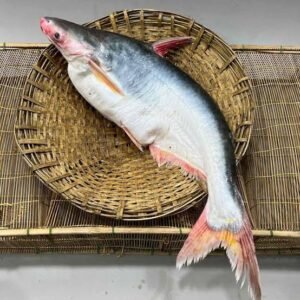 Frozen P A N G G A S fish