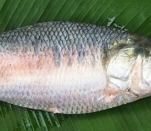 H I L S H A (per kg)