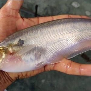 পাবদা Butter Catfish(per kg)