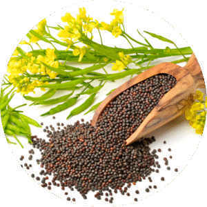 Mustard Seed