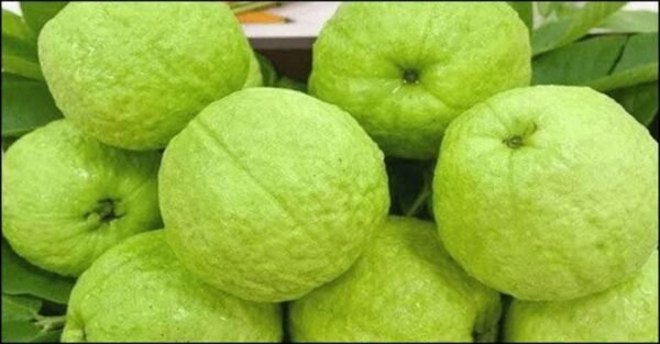 Raw Guava