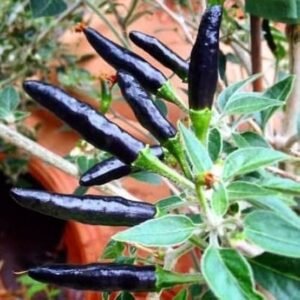 Black Chilli 4xhot(50g)