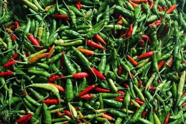 Small Chilli(4xHot Indonesian)