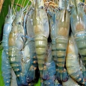 Jumbo Shrimp (frozen)