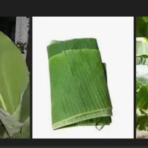 Fresh Banana Leave