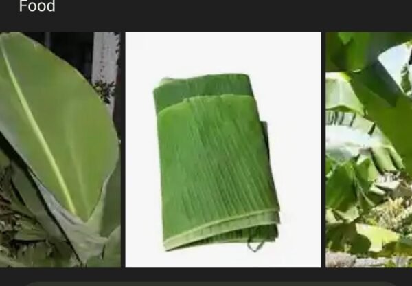 Fresh Banana Leave
