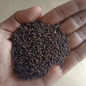Mustard Seed Black