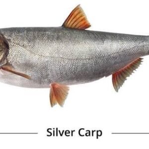 Frozen Silver Carp