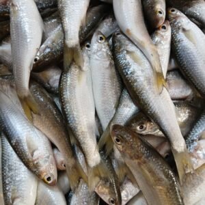 Fresh Frozen Tatkini(Chalhaya)Fish