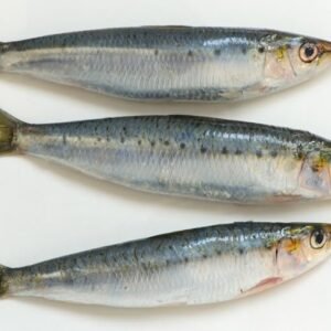 Sardin fish