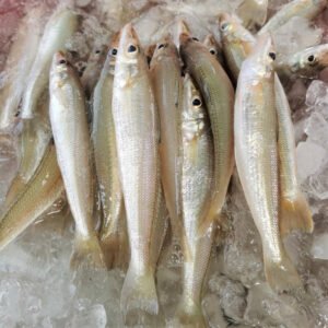Sillago Fish (frozen)