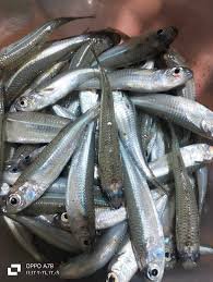 Bacharia Fish