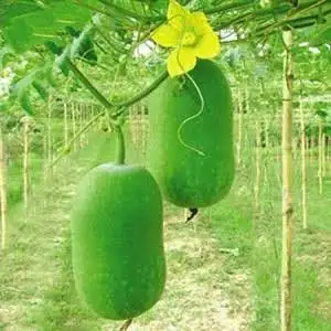 Ash Gourd