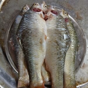 Shar Puti Fish (Cleaned)