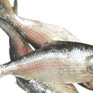Hilsa Fish (asian)